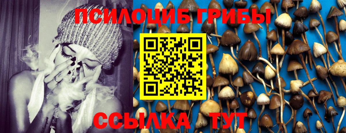 Псилоцибиновые грибы Cubensis Горячий Ключ